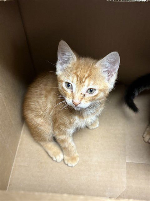 MANGO - Domestic Short Hair available for adoption