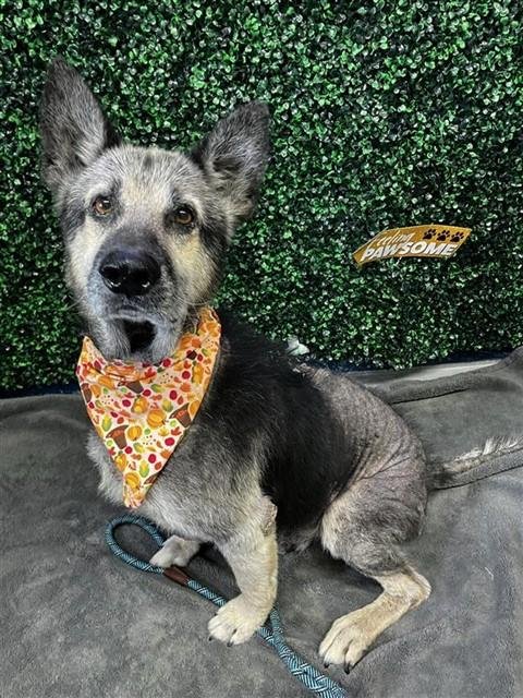HARVEY - German Shepherd Dog available for adoption
