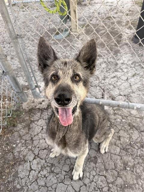 HARVEY - German Shepherd Dog available for adoption