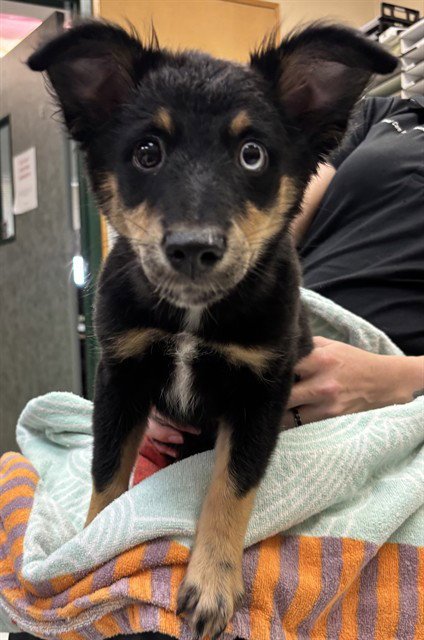 FRANNY - Australian Shepherd / Australian Cattle Dog/Blue Heeler available for adoption