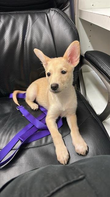 DIXIE - Carolina Dog available for adoption