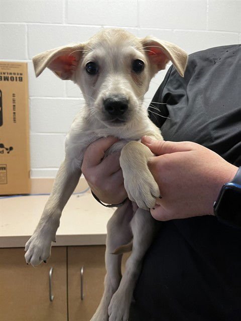 BUZZ - Labrador Retriever available for adoption