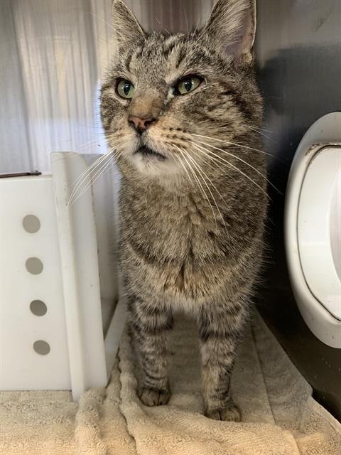 GRAY - Domestic Short Hair available for adoption