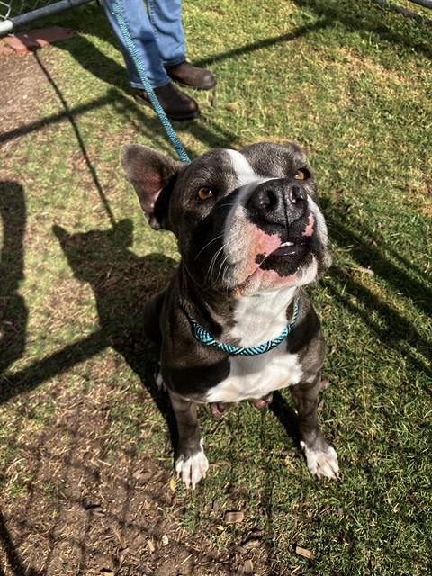 SIRI - American Pit Bull Terrier available for adoption