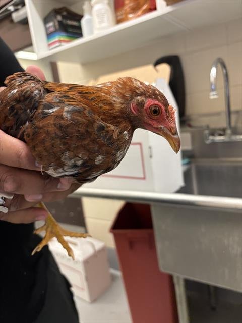 CHICKEN #20 - Chicken available for adoption
