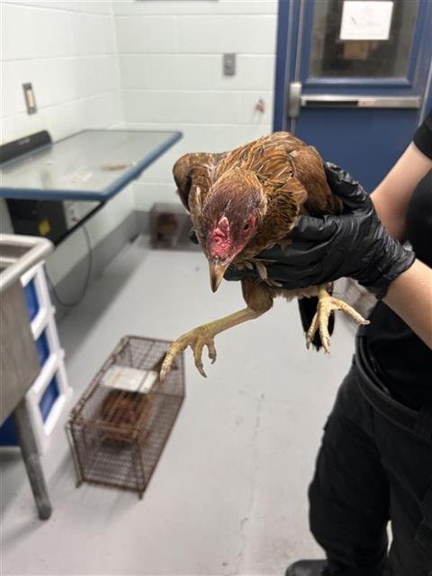 CHICKEN #16 - Chicken available for adoption