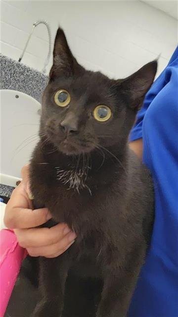 CORY - Domestic Short Hair available for adoption