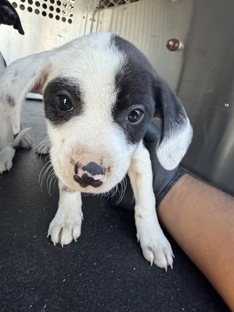 BONITA - American Pit Bull Terrier available for adoption