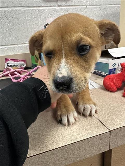 MACY - Dutch Shepherd available for adoption