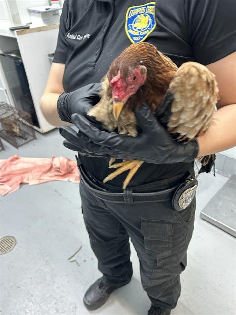 CHICKEN #18 - Chicken available for adoption