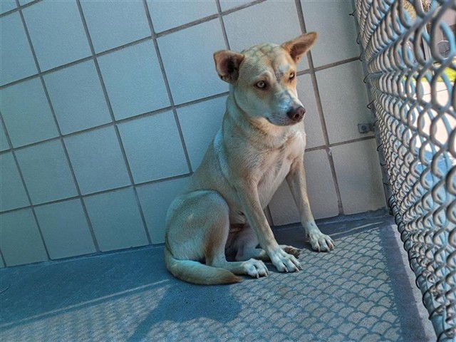 MAYA - Labrador Retriever available for adoption