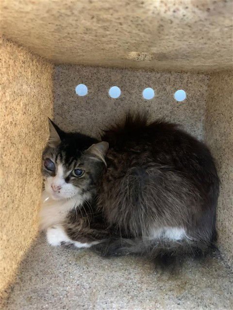 LANCE - Domestic Long Hair available for adoption