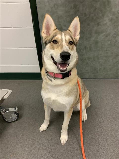 POPPY - Husky available for adoption
