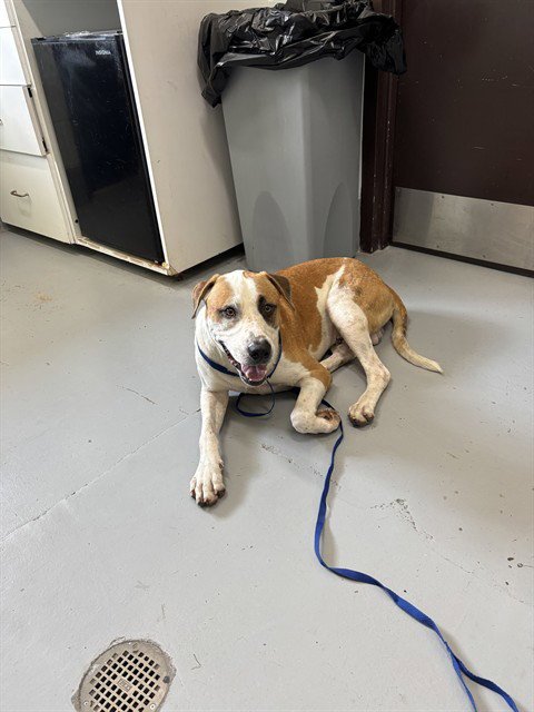 MCLOVIN - Saint Bernard / Labrador Retriever available for adoption