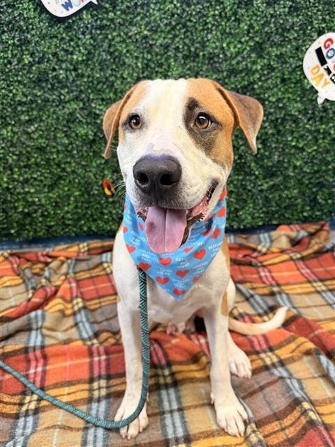 MCLOVIN - Saint Bernard / Labrador Retriever for adoption in Corpus Christi