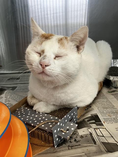 TUDOR - Domestic Short Hair available for adoption