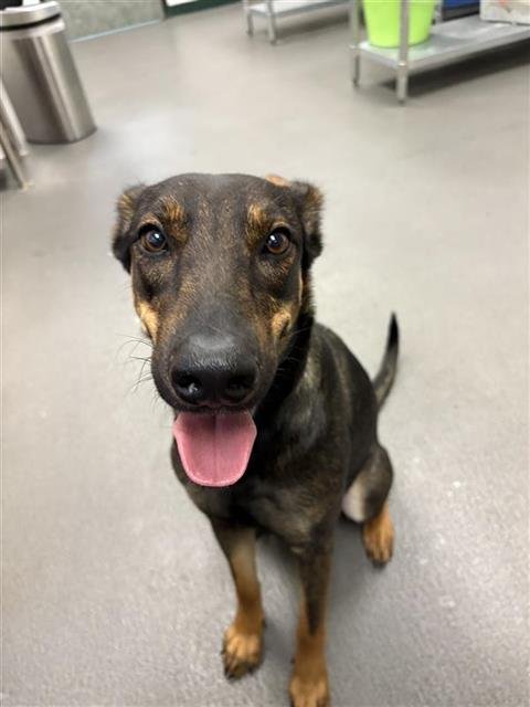 DUTCHESS - Dutch Shepherd / Australian Kelpie available for adoption