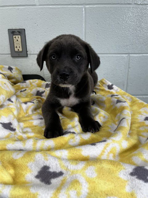 JEAN - Blue Lacy available for adoption