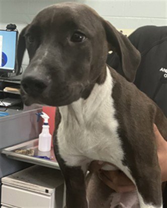 LATTE - Labrador Retriever available for adoption