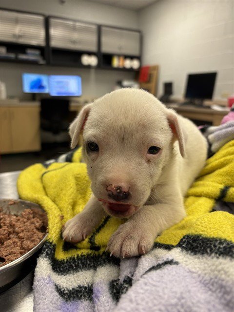 FROGGY - Dogo Argentino available for adoption