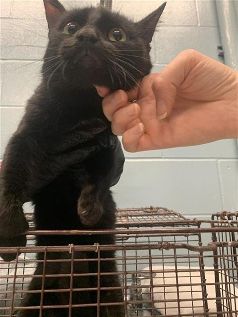 ZEPHYR - Domestic Short Hair available for adoption