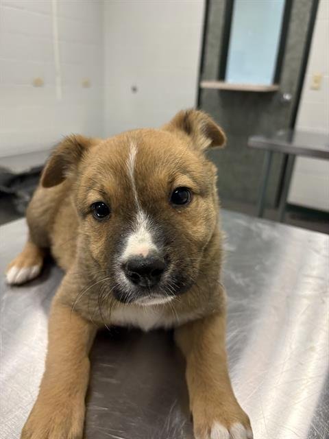 BRITTANY - German Shepherd Dog / Akita available for adoption