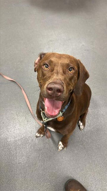 SWEETIE - Labrador Retriever available for adoption