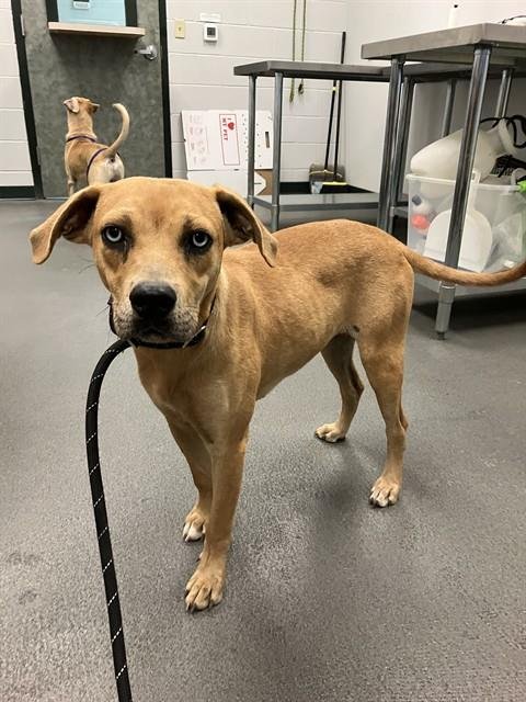 GRETAL - Labrador Retriever available for adoption