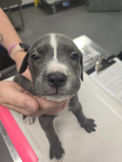 CARTER - American Pit Bull Terrier available for adoption