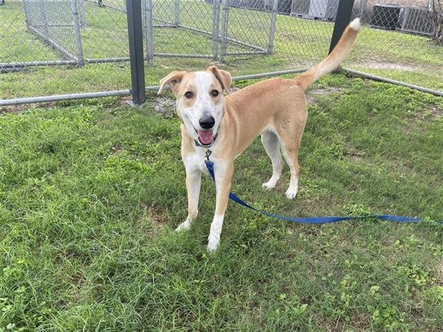 CHEWBACCA - Labrador Retriever available for adoption