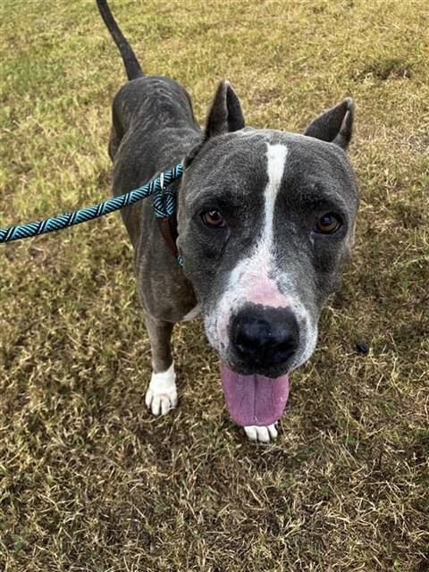 SUMO - American Pit Bull Terrier available for adoption