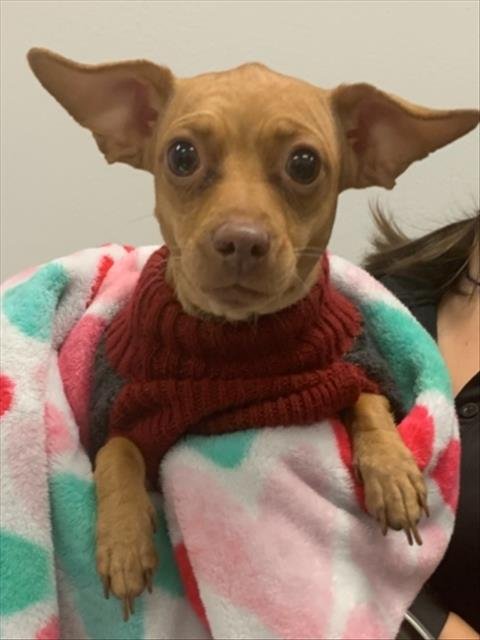 BELLA - Chihuahua available for adoption