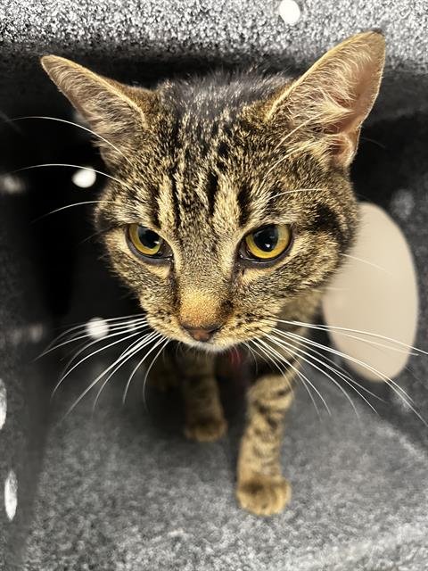 PRETTY - Domestic Short Hair available for adoption