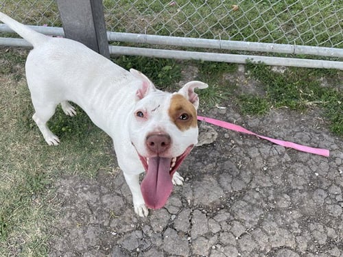 NIGHTINGALE - American Pit Bull Terrier available for adoption