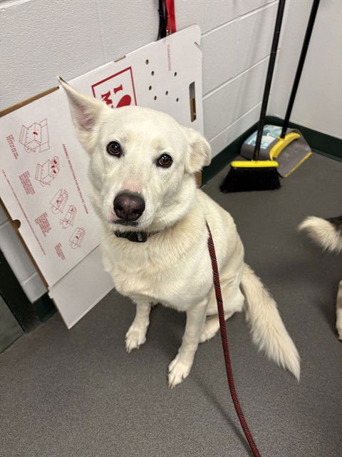 MIA - Labrador Retriever available for adoption