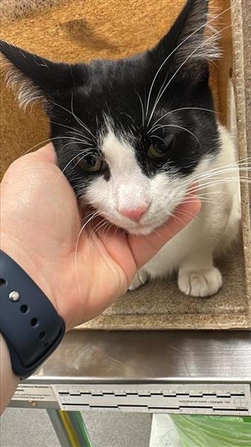 PANDA - Domestic Short Hair available for adoption