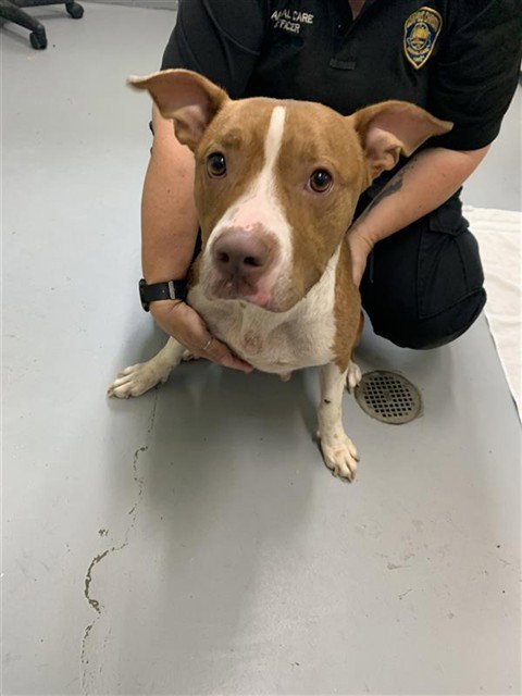 JUNO - American Pit Bull Terrier available for adoption