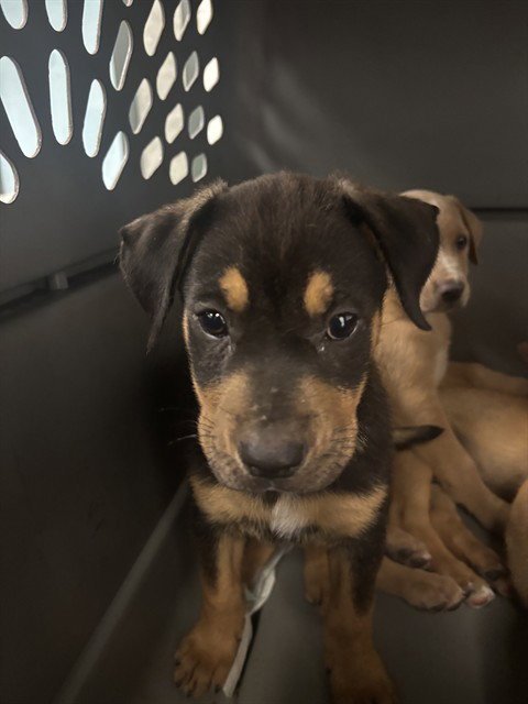 PEGGY CARTER - Labrador Retriever / American Pit Bull Terrier available for adoption