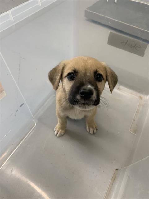 BENSON - Black Mouth Cur available for adoption