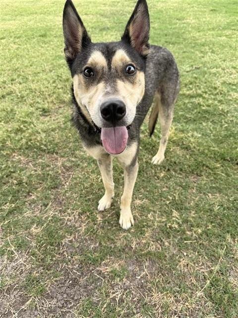 MAX - German Shepherd Dog / Siberian Husky for adoption in Corpus Christi