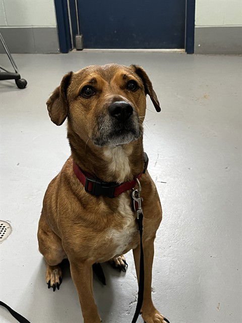 PIPER SCOUT - Cocker Spaniel for adoption in Corpus Christi