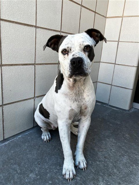 CHICA - American Pit Bull Terrier available for adoption