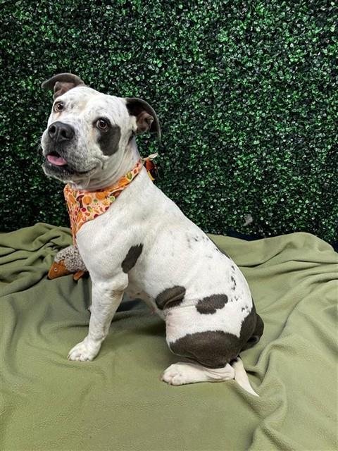 CHICA - American Pit Bull Terrier available for adoption