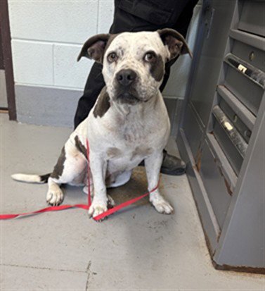 CHICA - American Pit Bull Terrier available for adoption