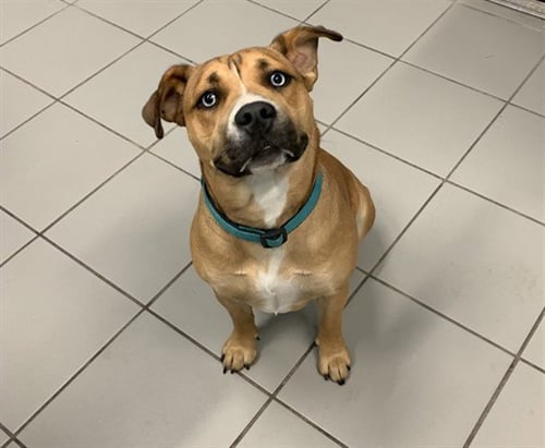 AMBERLY - American Pit Bull Terrier / Husky available for adoption