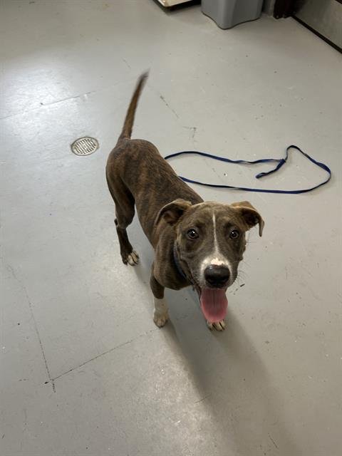 CHURRO - American Pit Bull Terrier available for adoption