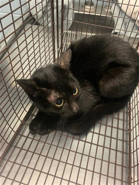 FLARE - Domestic Short Hair available for adoption