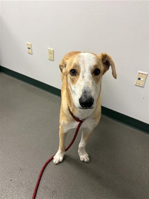 CHEWBACCA - Labrador Retriever available for adoption