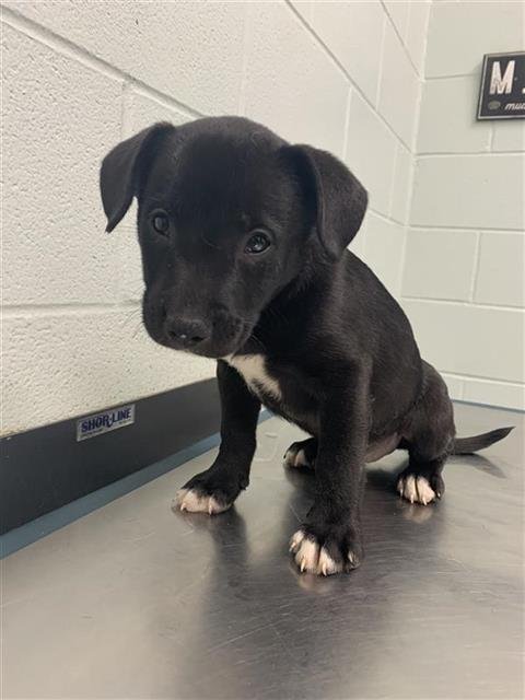 EAGLE - Labrador Retriever available for adoption