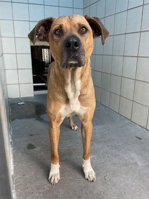 CANELO - Black Mouth Cur available for adoption